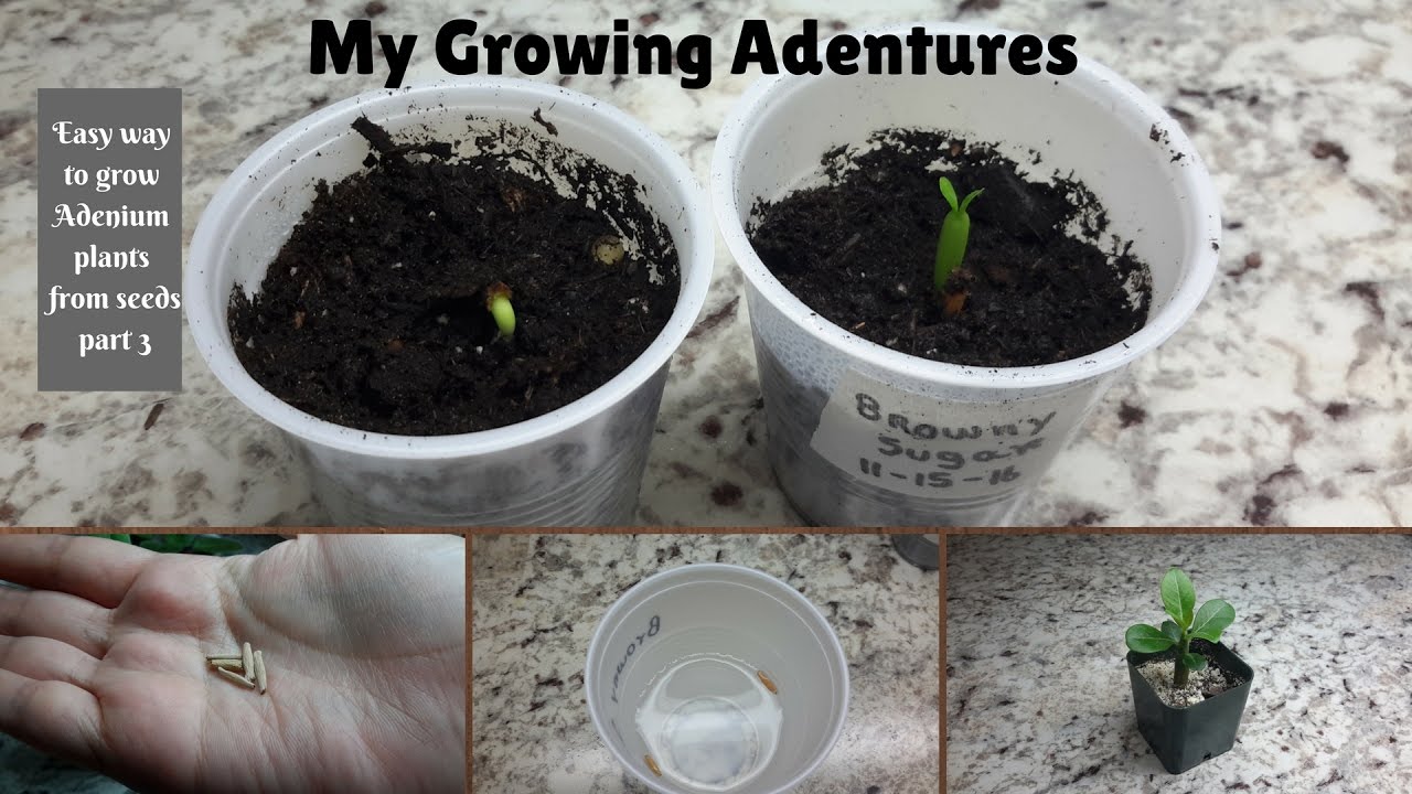 How to grow Adeniums from seeds (Desert Rose) part 3 YouTube