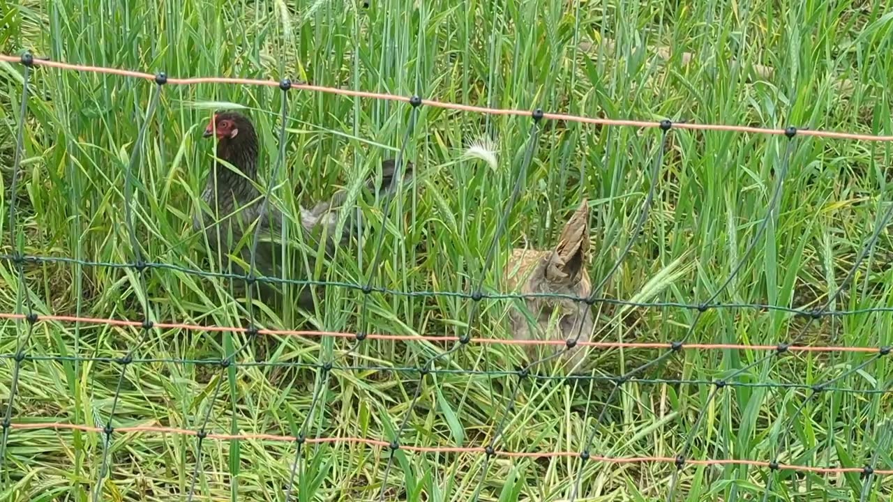 Chicks are singing 🥰🥰Queens firm house, NY