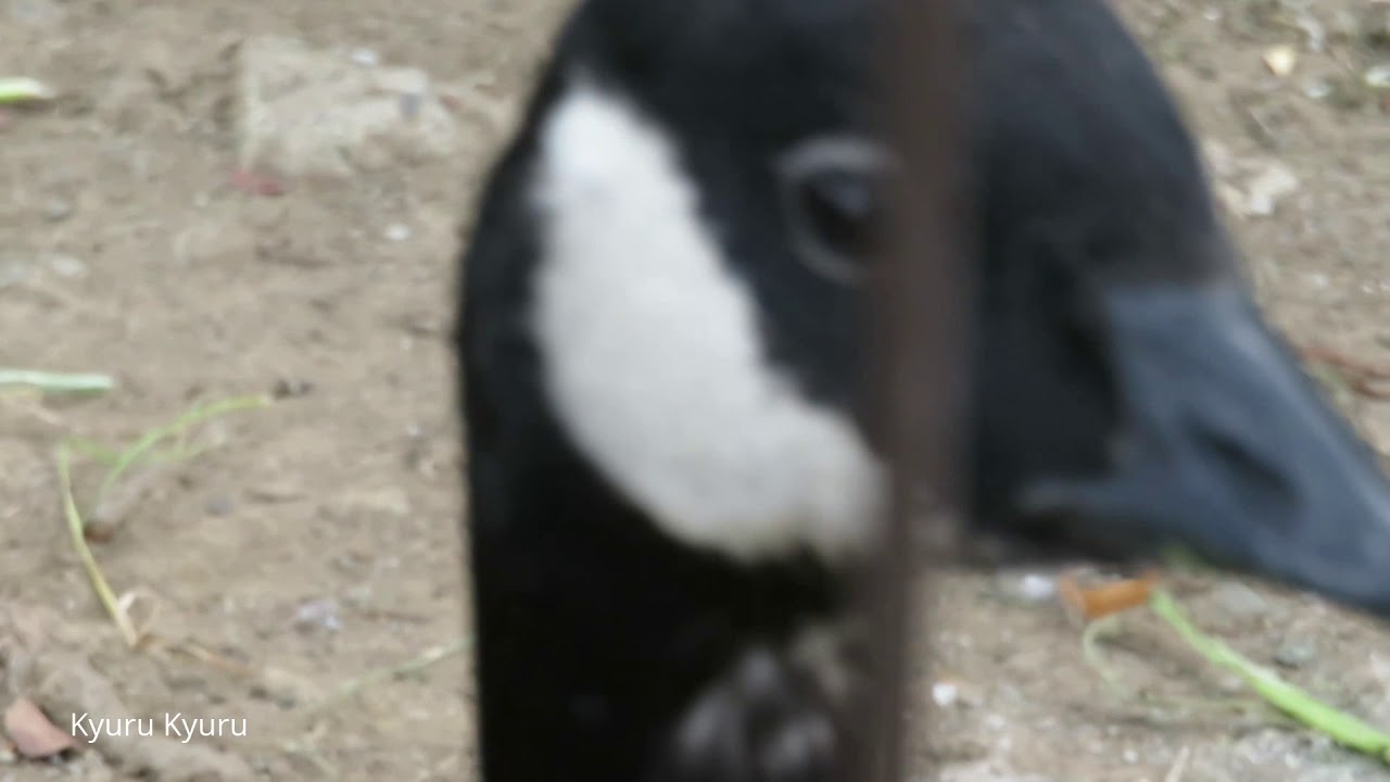 シジュウカラガンの鳴き声 Cackling goose ｜ kyuru kyuru 