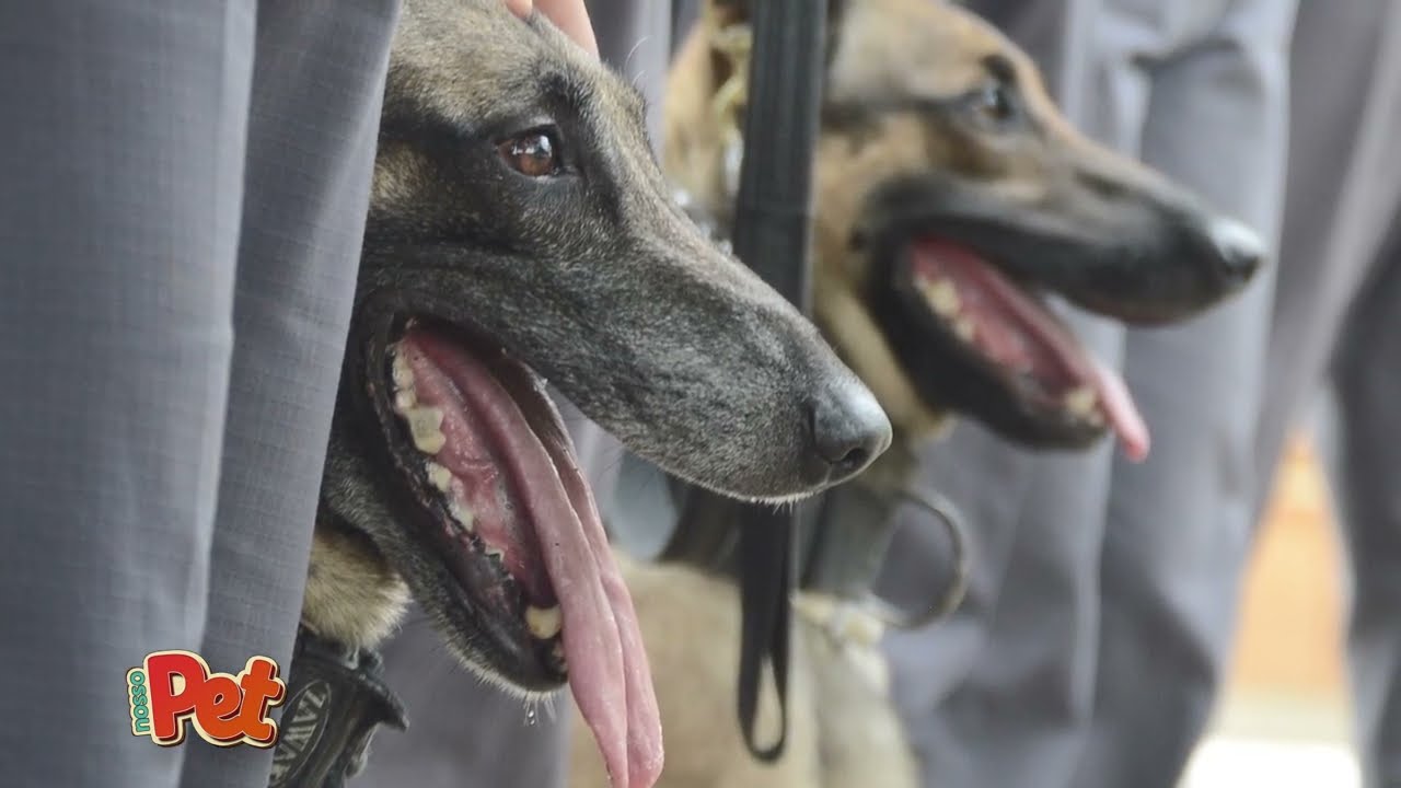 NOSSO PET  CANIL PM -  II