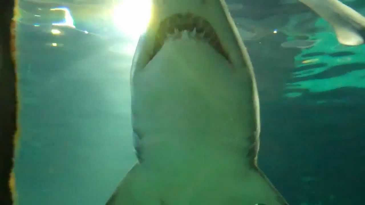 Sharks at Barcelona Aquarium 2012 YouTube