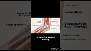 Biceps origin and insertion — quick😎