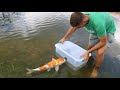 Golden Fish Army Caught In Plastic Fish-Trap!