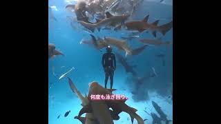 なぜこの魚はずっと船にぶつかっているのか #pets #animals #funny