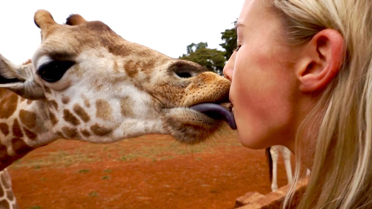 Staying At Giraffe Manor | Nairobi, Kenya - YouTube