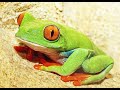 Free Frog Sound   Free Sound Effects 7