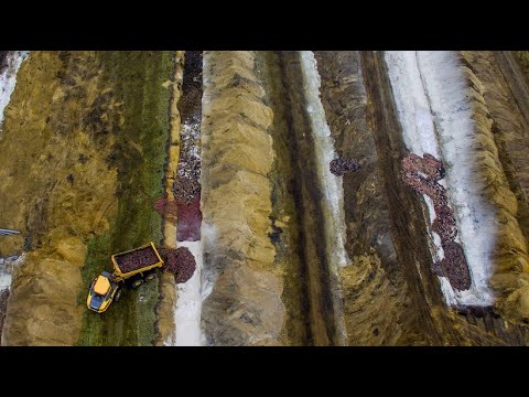 Video: Gezähmte Nerze als Haustiere