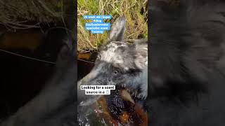 Super Dog Saul Showing His Amazing Underwater Scent Skills For Missing Persons Lost In Water