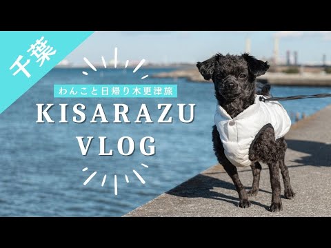 【ペキプー】千葉県木更津市おでかけVlog【トイプードル×ペキニーズ】