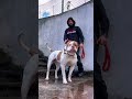 Every American Wants One of These Dogs 🇺🇸🐕 #shorts #dogs #pets