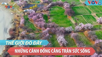 Trung Quốc: Những cánh đồng tràn đầy sức sống