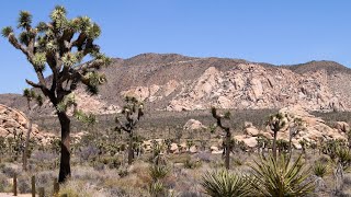 USA Reise - JOSHUA TREE NATIONAL PARK 🇺🇸