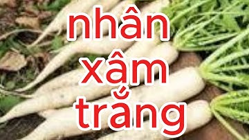 Tin vui: Bí Quyết Tẩy Mỡ, Giảm Cholesterol và Thanh Lọc Cơ Thể Tự Nhiên