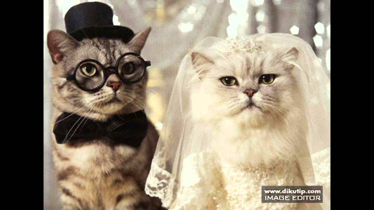 Gambar Kucing Lucu Menggemaskan Akibat Jenuh Yaaaaah Gambar Di