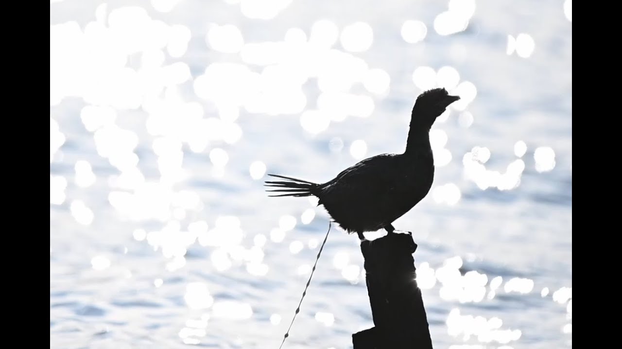 Pygmy Cormorants defecate and fly off together