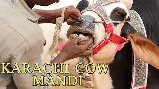Karachi Mandi Latest Rates | Beautiful Bulls Cheep Rates | Bakra Eid 2021 Karachi Rates