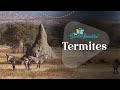 Fun Facts about Termites | Arthropods | The Good and the Beautiful