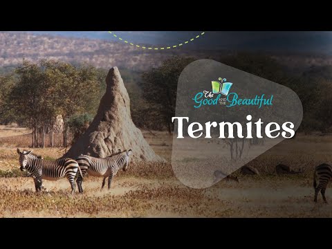 Fun Facts about Termites | Arthropods | The Good and the Beautiful