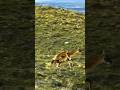 GUANACO vs PUMA | La Revancha