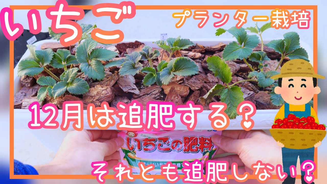 いちご 11月末まで いちご/11月中旬購入苗/10月に植え付けた苗に追いつく方法/家庭菜園