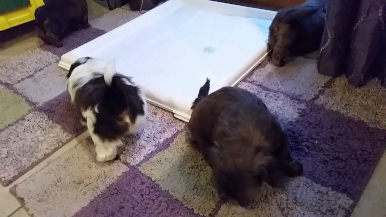 Akc shih tzu puppies available in Lyndonville, NY YouTube