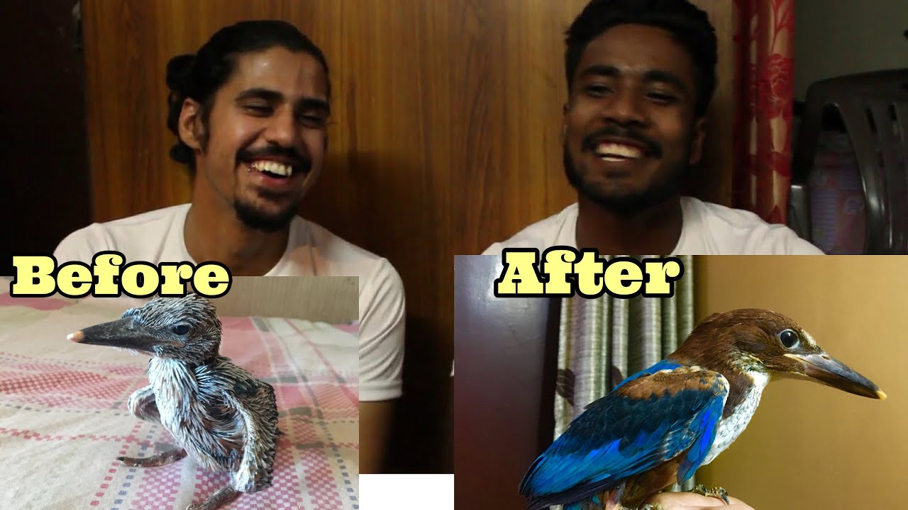 INDIAN KINGFISHER chicks from day 1 | We did it!