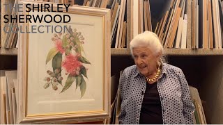Dr Shirley Sherwood Presents: 'Swamp Bloodwood' by Margaret Anne Saul.