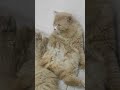 cat video funny #shortvideo #comedy
