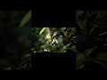 JAY BIRD – Smart, Colorful, and Fascinating | Welcome to NVOOVN | A World of Cinematic Animation.