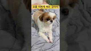 오줌 싸는 거 세계 1등