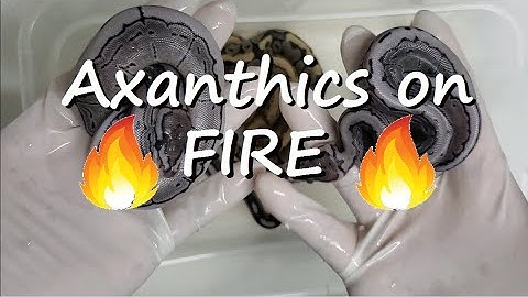 Fire Pinstripe Axanthic Clutch Update