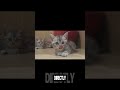 “The Kitten in the Glass… Saw Something Behind Me 😨”
