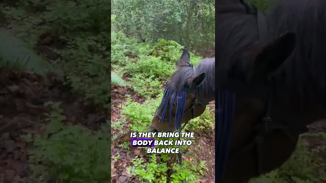 What are the benefits of Bilberries? Unveiling the Hidden Treasures for Both Humans and Animals