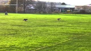 Staffy And Whippet Having Fun