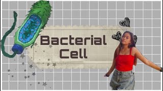 Chaisea Zyme F. Rodriguez - STEM 1207 - BACTERIAL CELL