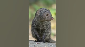 Mongoose sound