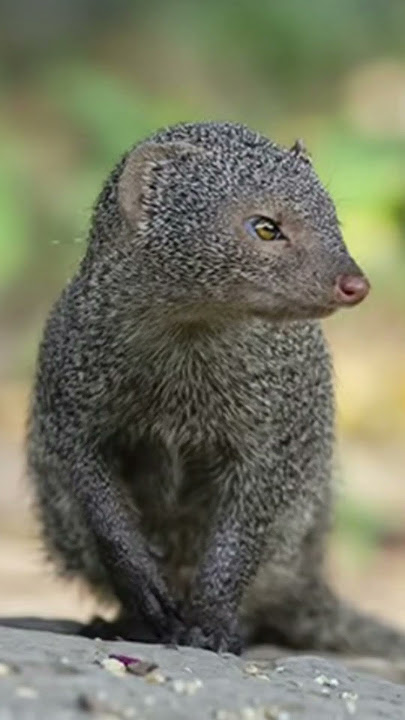 Mongoose sound