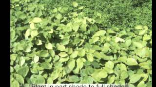 Epimedium