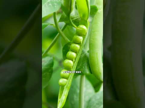 Video: ¿Qué son los guisantes maestro? Cultivo de guisantes maestro en el jardín