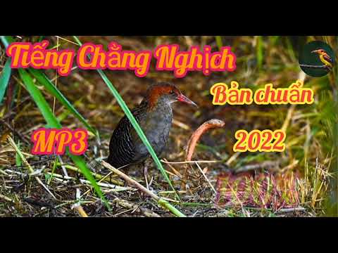 Video Tiếng Chằng Nghịch [miễn phí ]bản hủy diệt bao ăn chim... - youtube