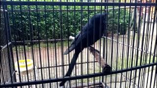 BURUNG SAERAN/ SRIGUNTING HITAM GACOR SUARA KUCING