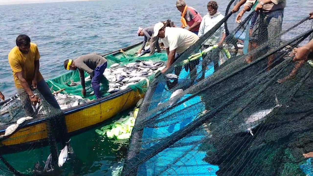 👀😱⛵🌊🐟 Indian kingfish 🐟 //// konam fish 🐟#Tuna fish#