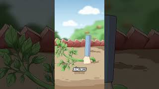 Domatesleri Neden Telle Yere Gömdüler