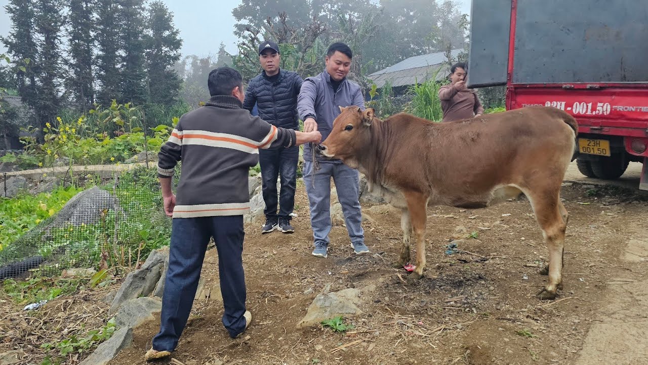 Phạm Dũng Phan Diễm Tặng bò 15 triệu đường Đoàn Kết rau cải Mèo sào Trứng. Nguyễn Tất Thắng