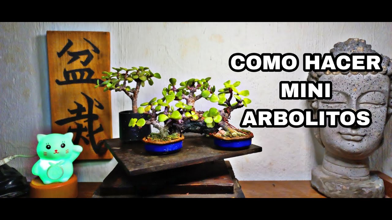 COMO HACER MINI ARBOLITOS BONSAI DE PORTULACARIA AFRA #bonsai #portulacariaafra #esqueje