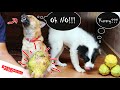 Dogs Eating Soursop | Puppy kuttan and Panda kuttan trying Mullaththa ( മുള്ളാത്ത  )