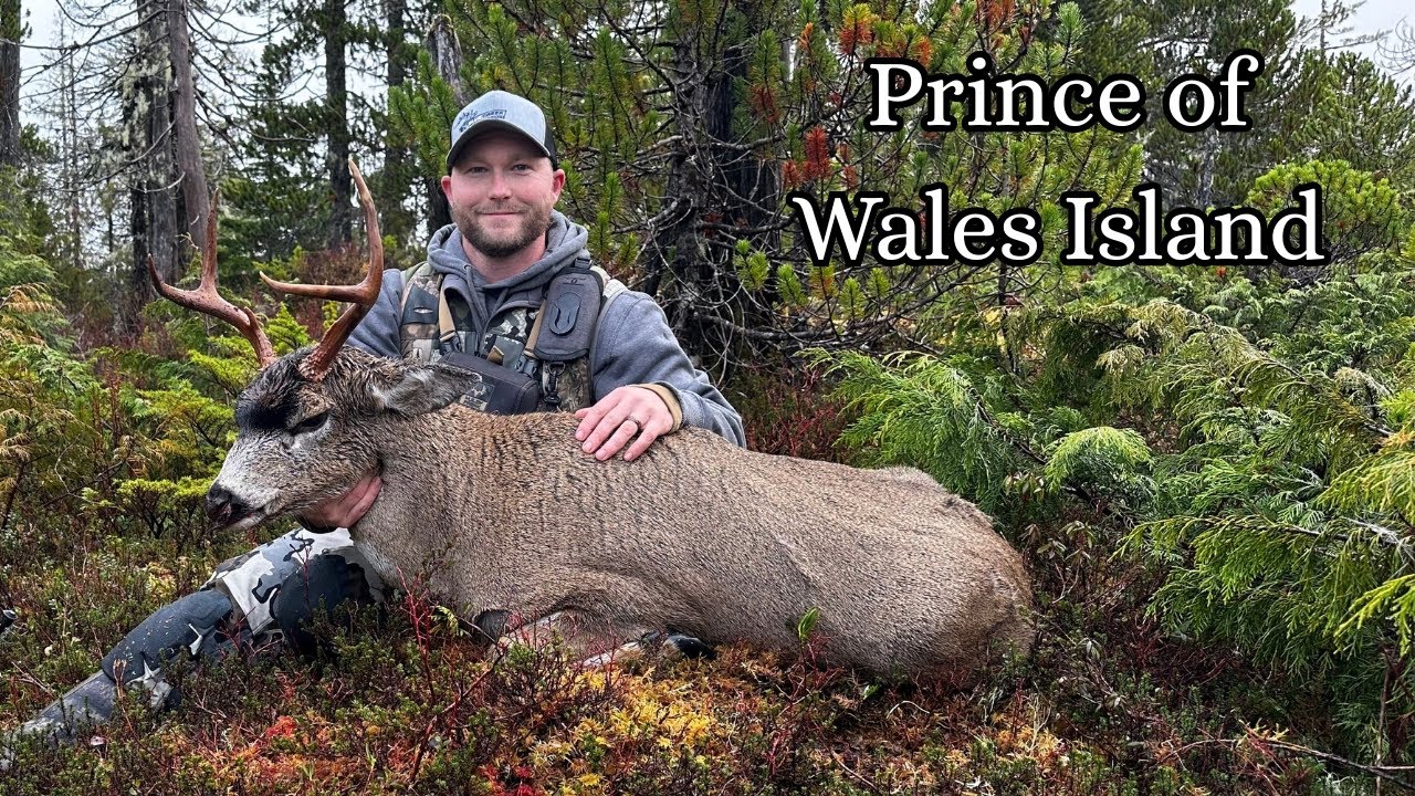 Sitka Blacktail Deer on Prince of Wales Island!