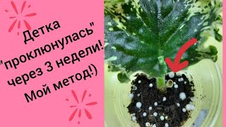 видео: Фиалки! Самый быстрый способ получения деток от листа! картинка: Фиалки! Самый быстрый способ получения деток от листа!