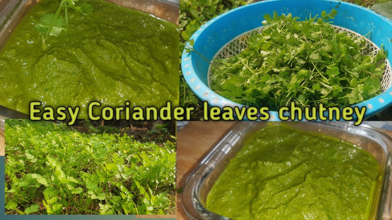 CORIANDER LEAVES CHUTNEY EASY AND QUICK GREEN CHUTNEY 💚 धनिया चटनी