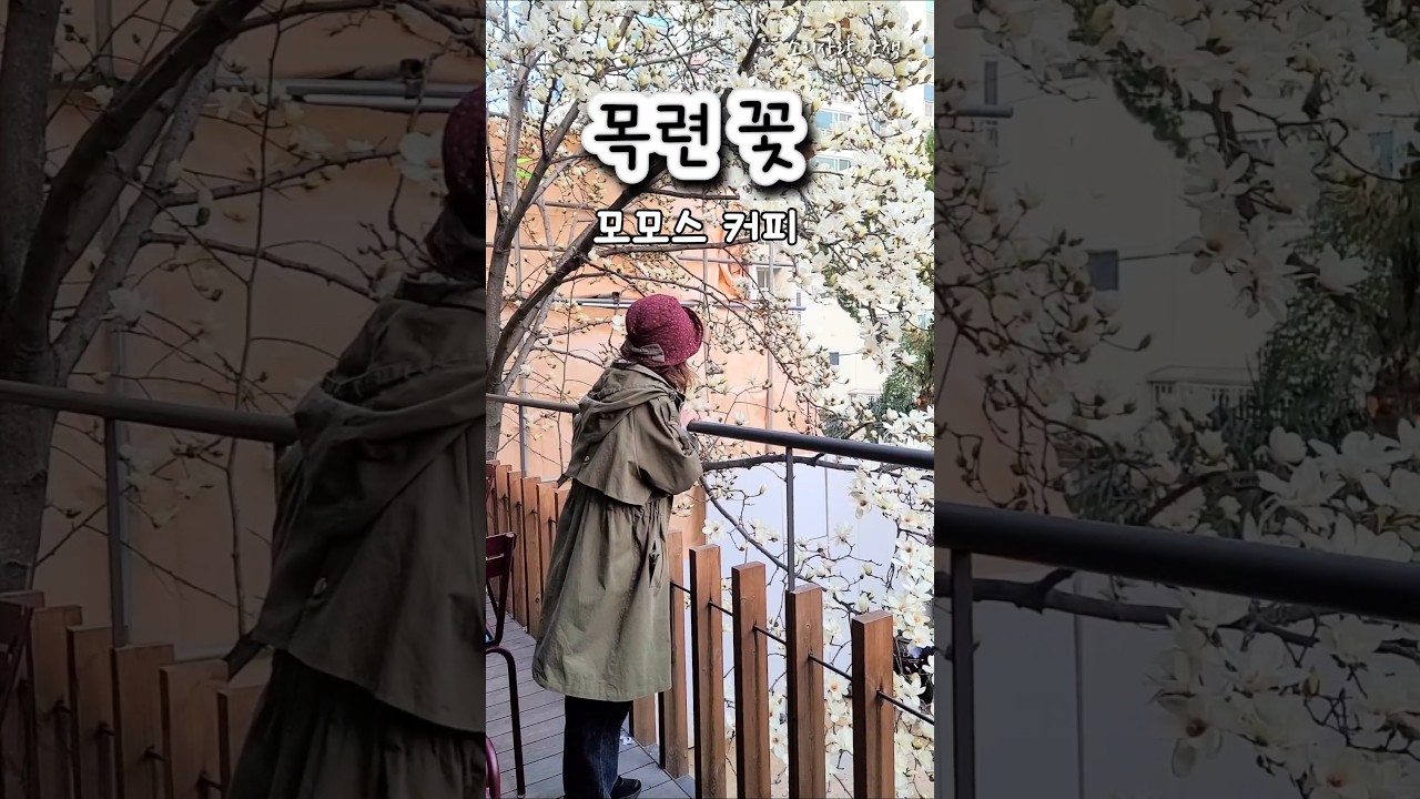 [목련과 카페]  #모모스커피본점 #부산목련카페 #다시또봄 #경서 #shorts
